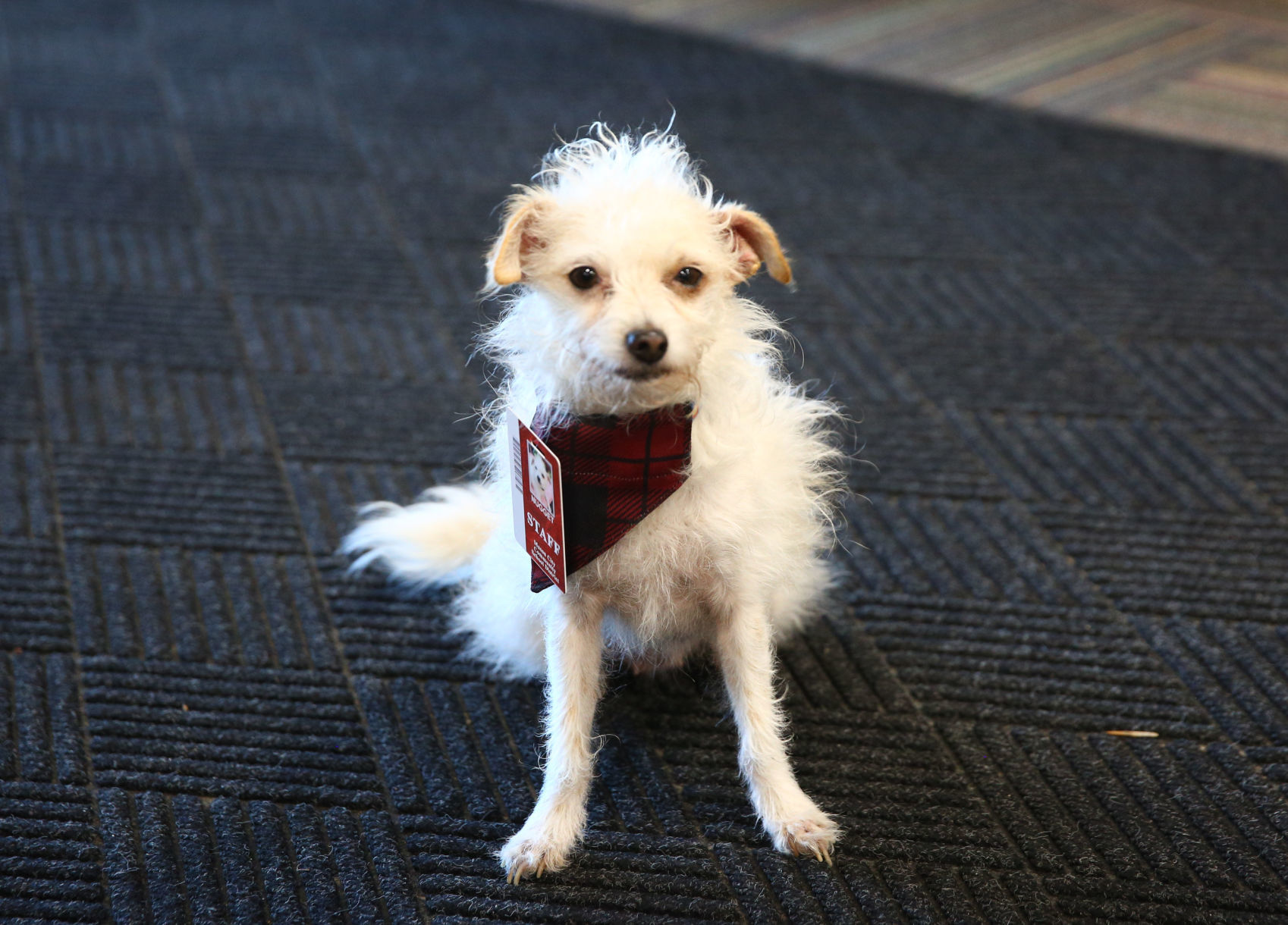 Nugget the therapy dog (7).jpg